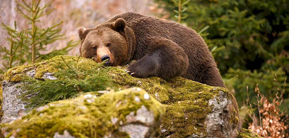 Grizzlybär in der Höhle