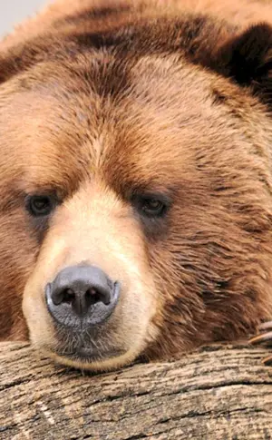 Grizzlybär