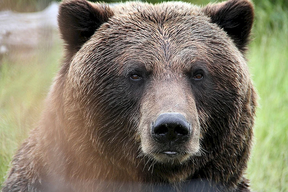 Sibirischer Braunbär