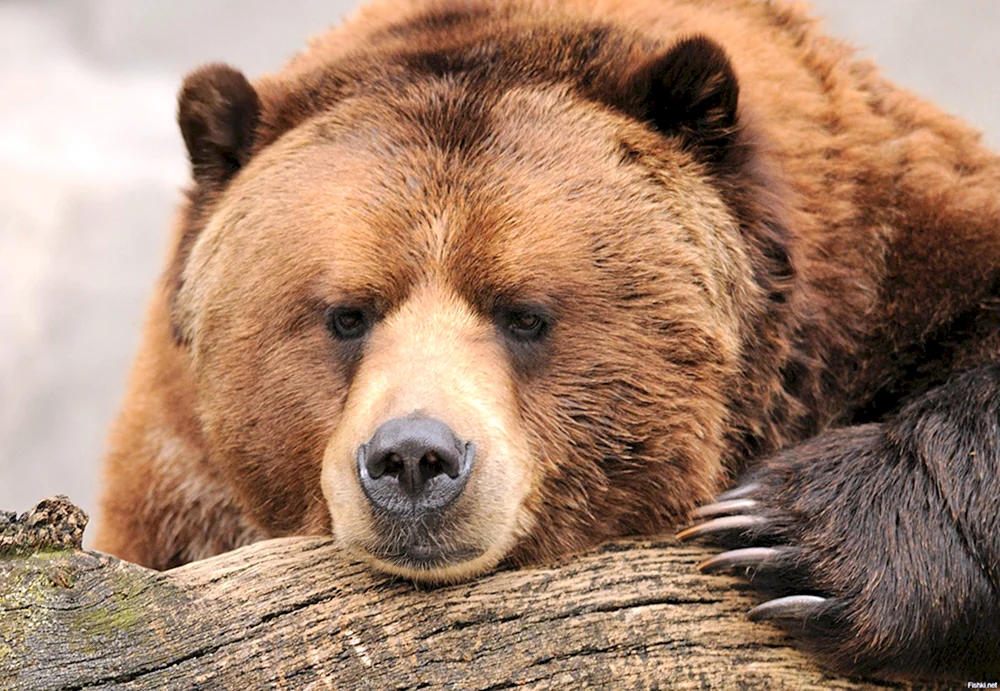 Grizzlybär wütend