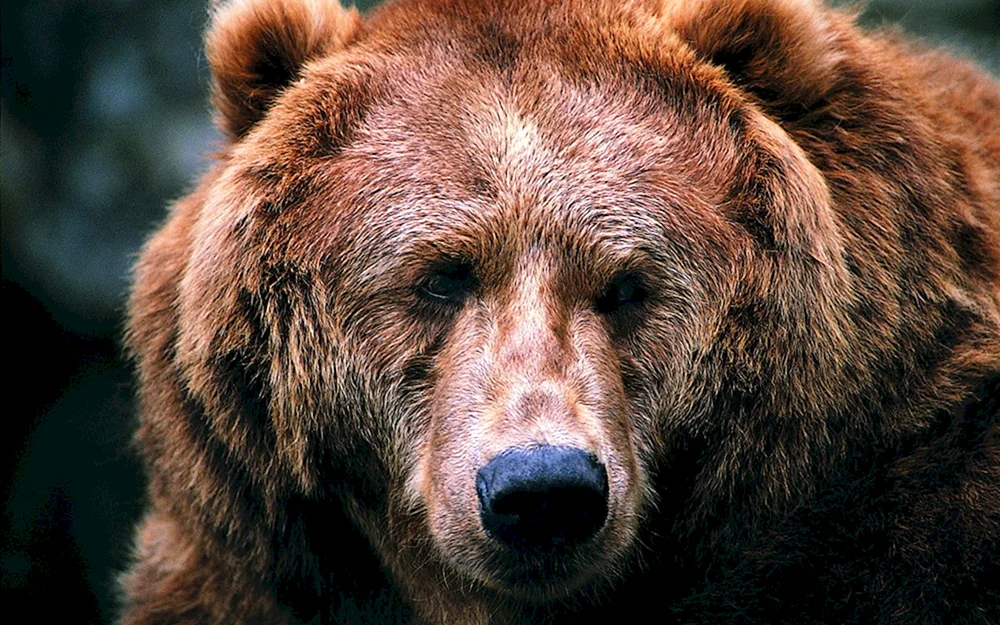 Kadyak Braunbär