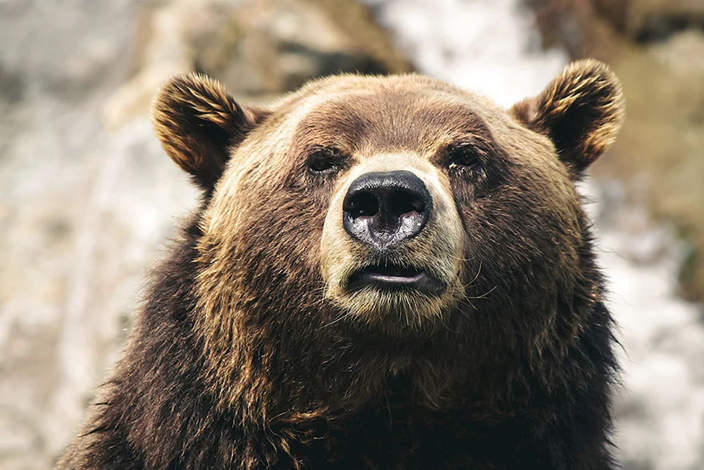 Grizzlybär