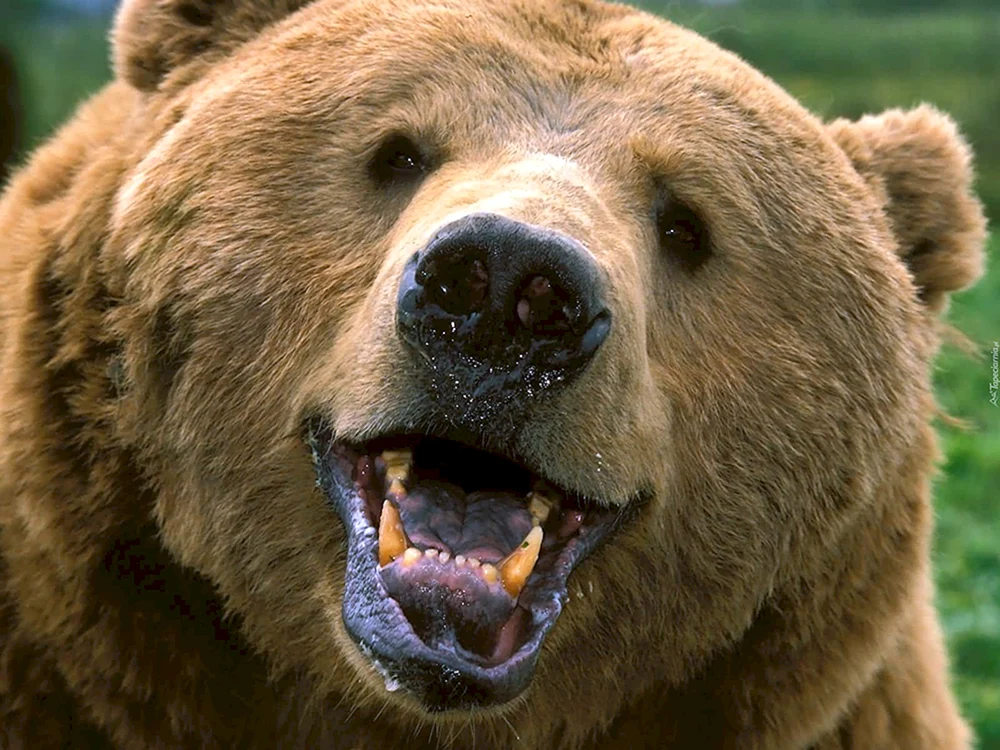 Nordamerikanischer Grizzlybär