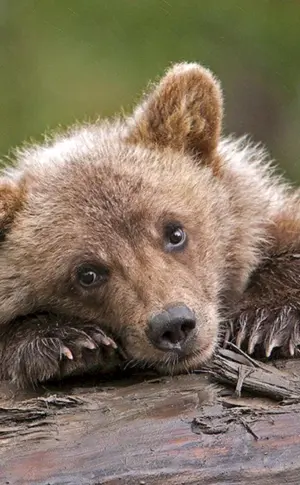Kleiner Grizzlybär