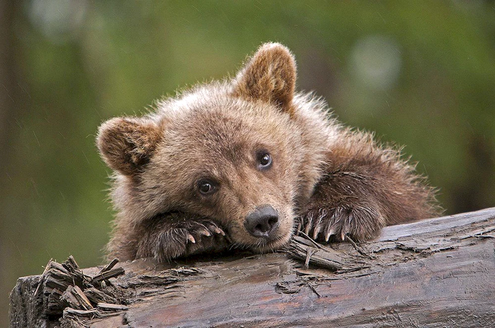 Kleiner Grizzlybär