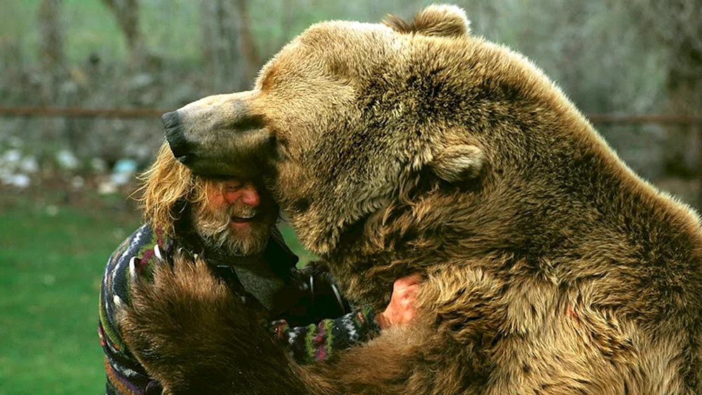Grizzly Bär Angriff