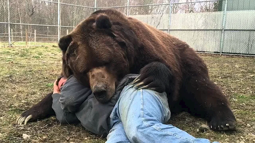 Grizzlybär-Angriff