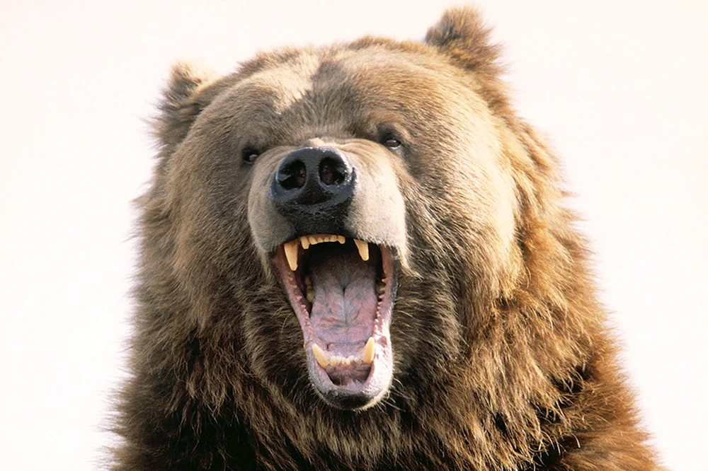 Grizzlybär