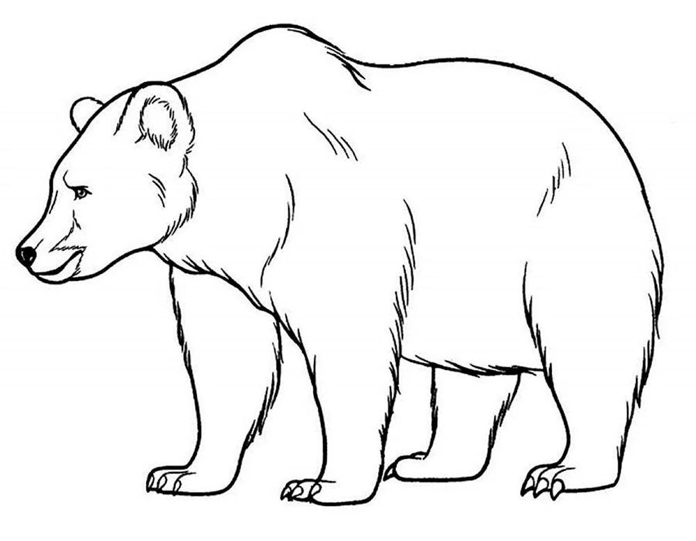 Bär malen
