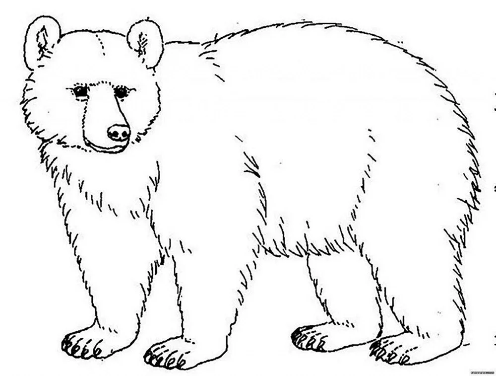 Bär Cartoon