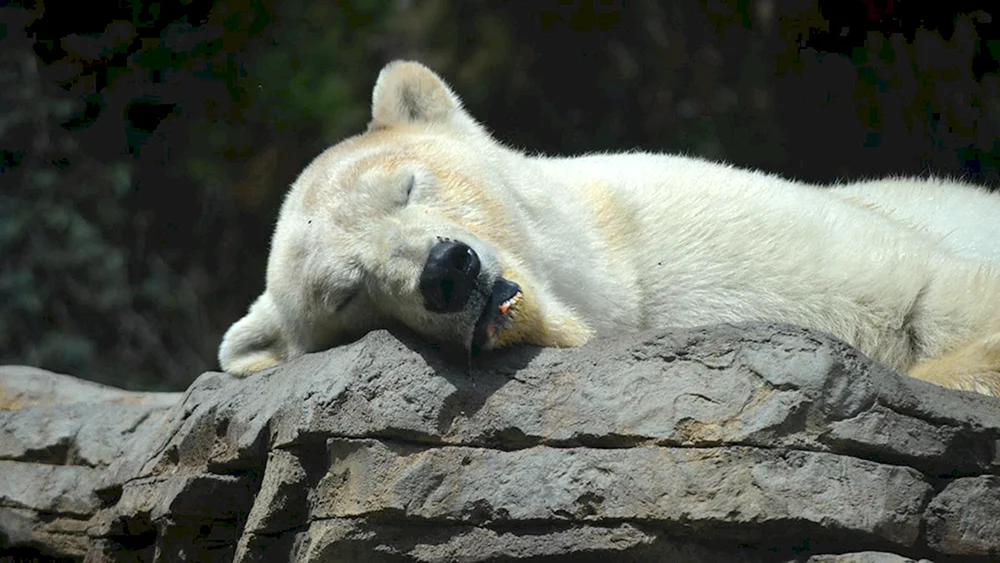 Bärenjunges Grizzly