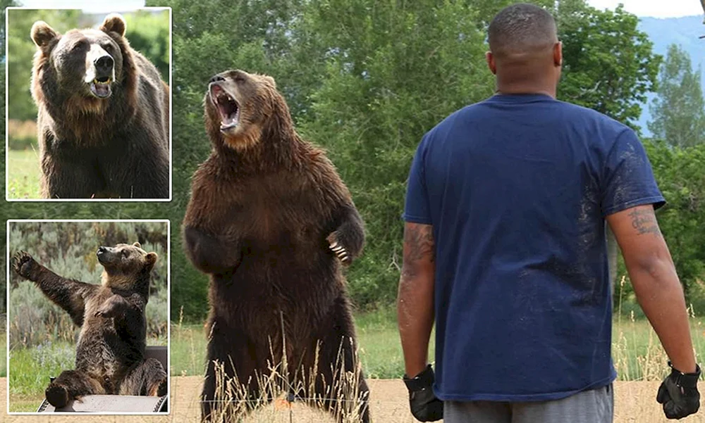 Grizzlybär