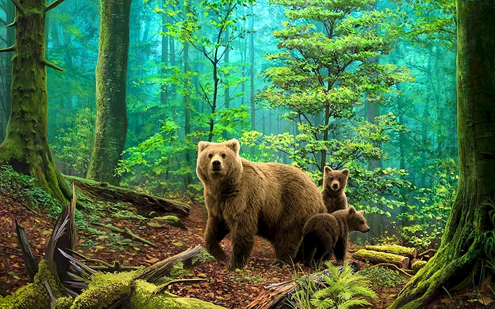 Braunbär in der Taiga
