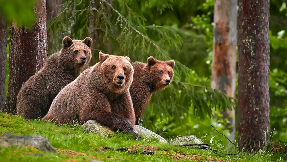 Braunbär Taganai