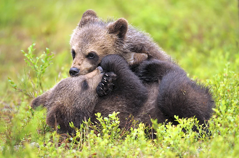 Brauner Bär Mikhailo Potapych