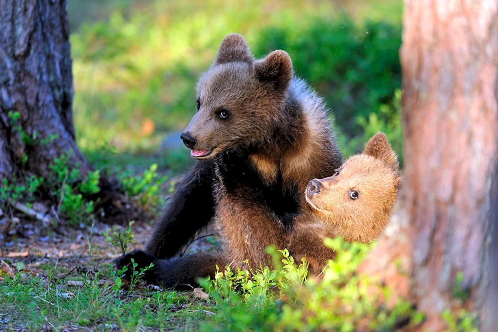 Teddybär