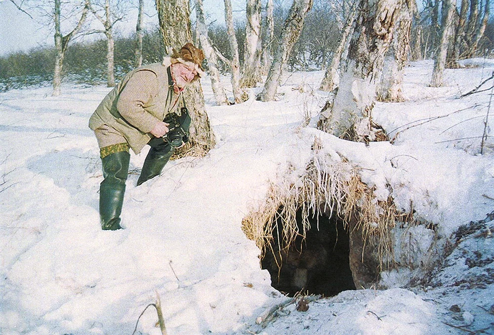 Braunbär in der Höhle