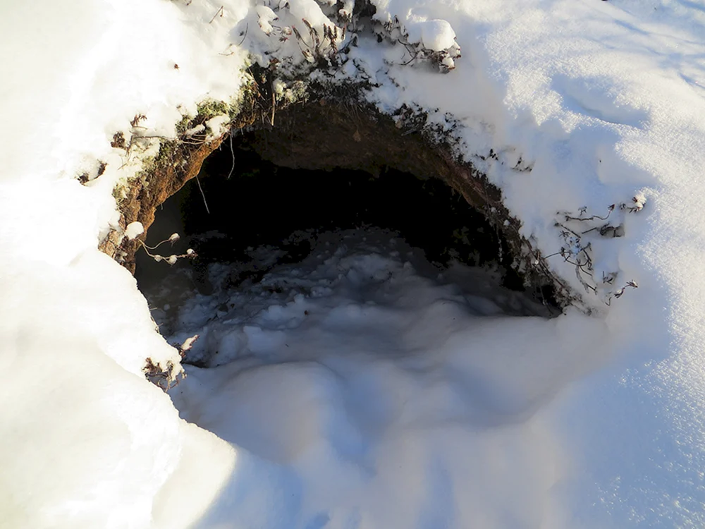 Bär Nora Berloga im Winter