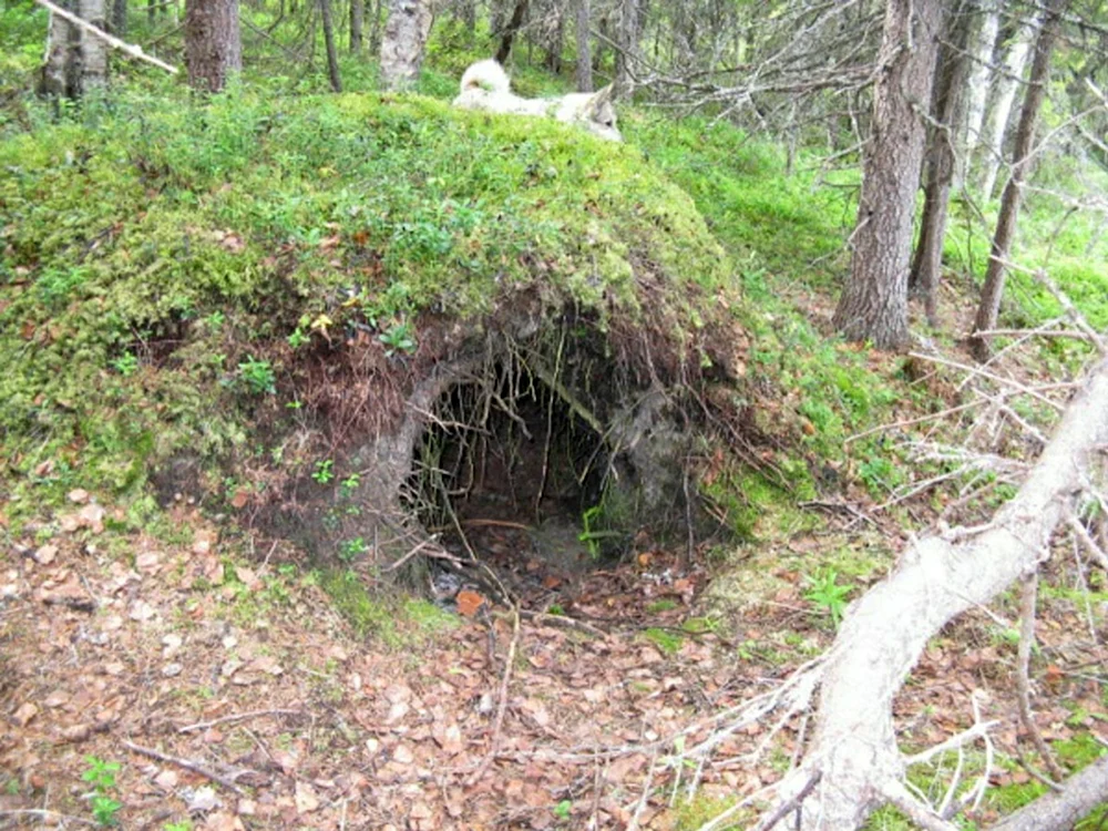 Bär Nora Berloga