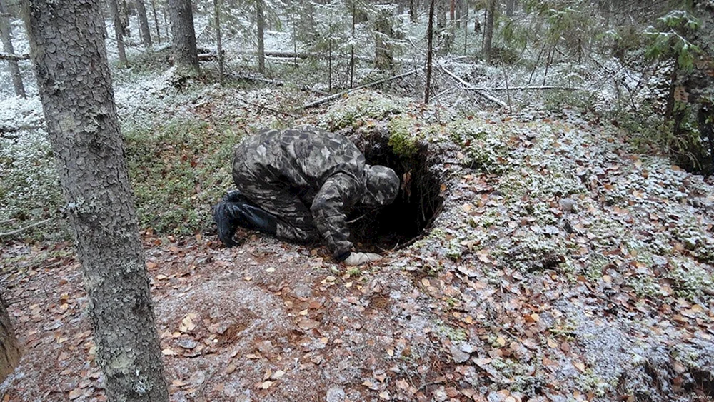 Braunbär Bär in der Höhle