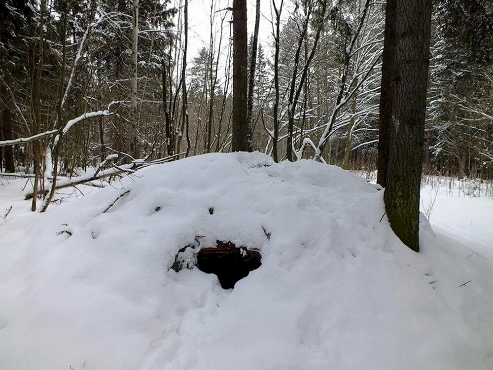 Braunbär in der Höhle