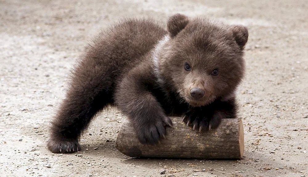 Kleiner Eisbär Babybär
