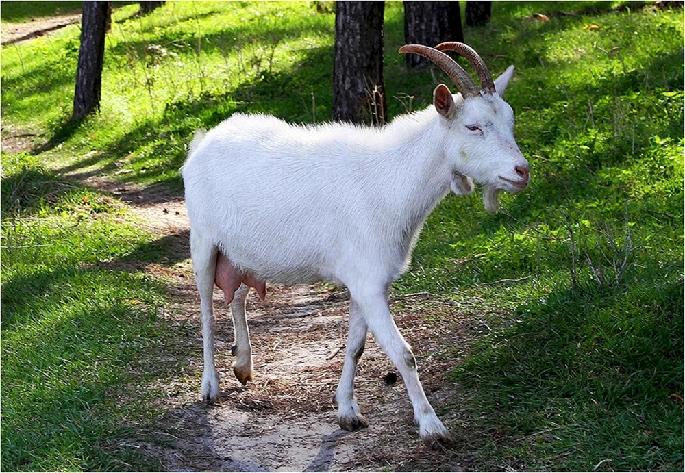 Weiße Ziege