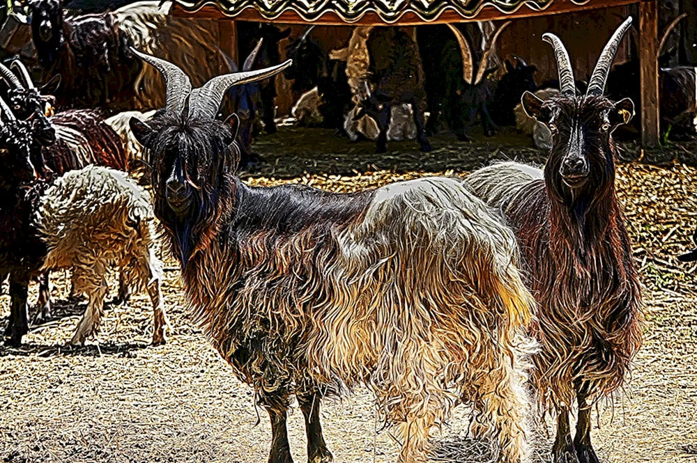 Zaanener Ziegenrasse