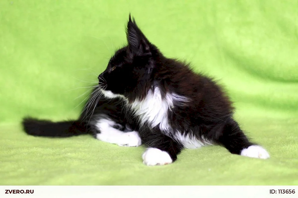 Maine Coon bicolour