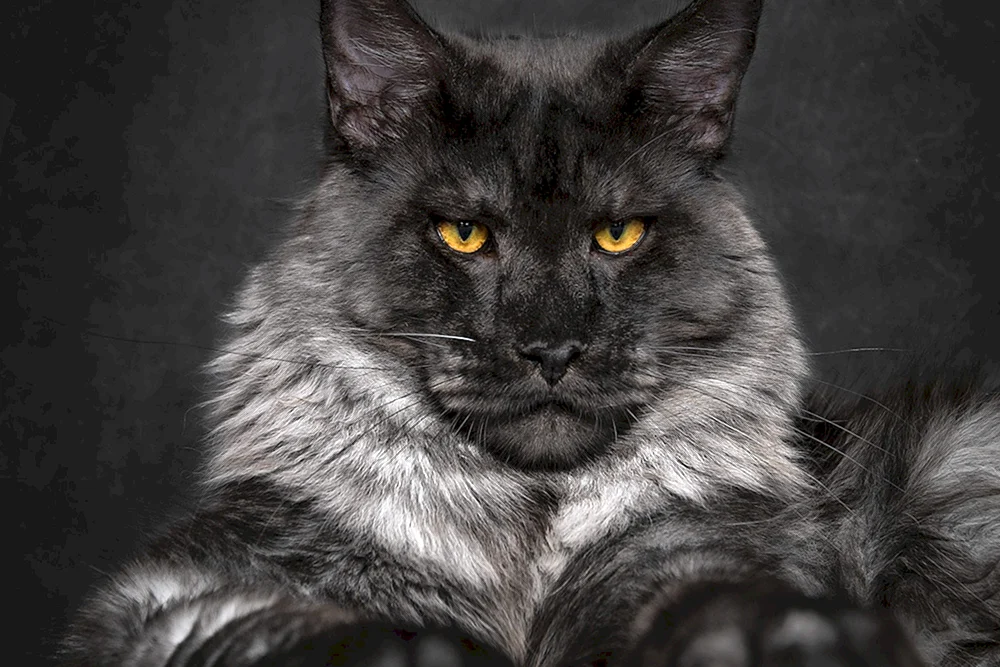 maine coon