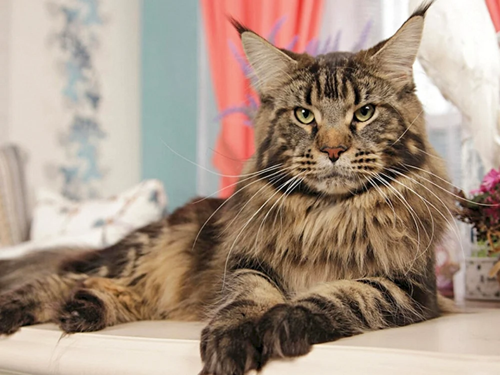 Main Coon Katze