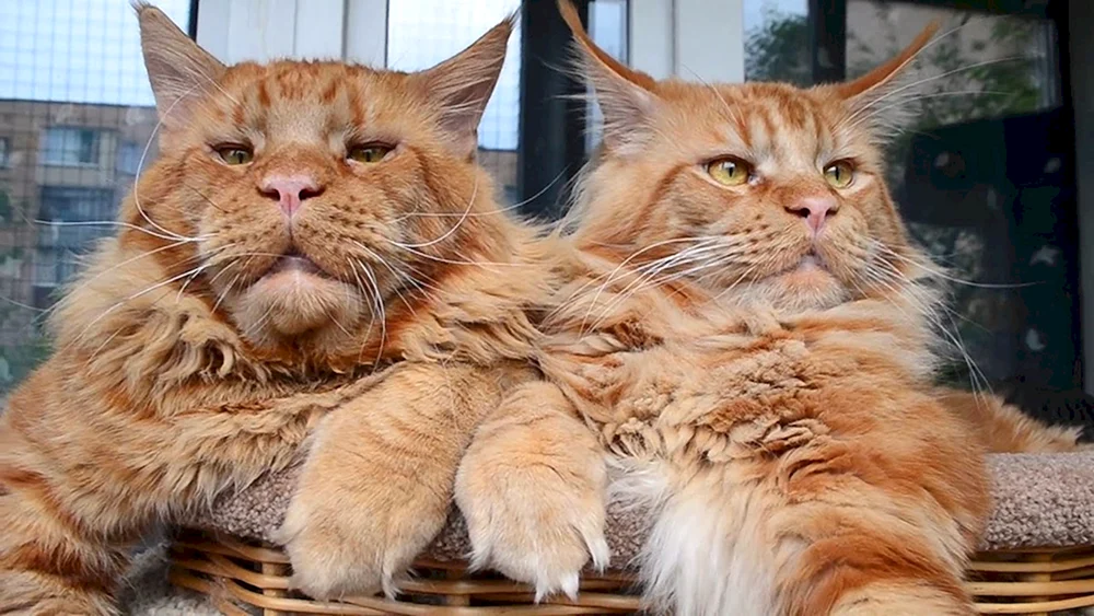 Maine Coon Katze. Waschbär