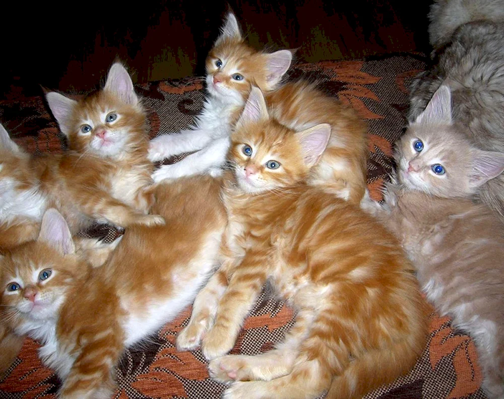 Maine Coon Kätzchen 1 Monat alt ginger