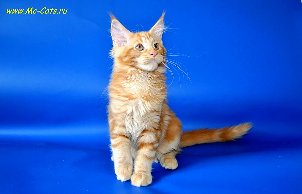 Maine Coon ginger Kätzchen