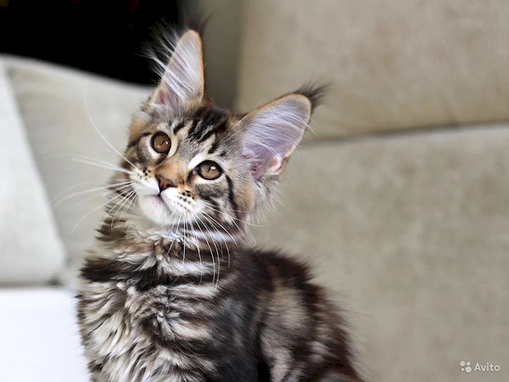 Maine Coon Kätzchen 2 Monate alt