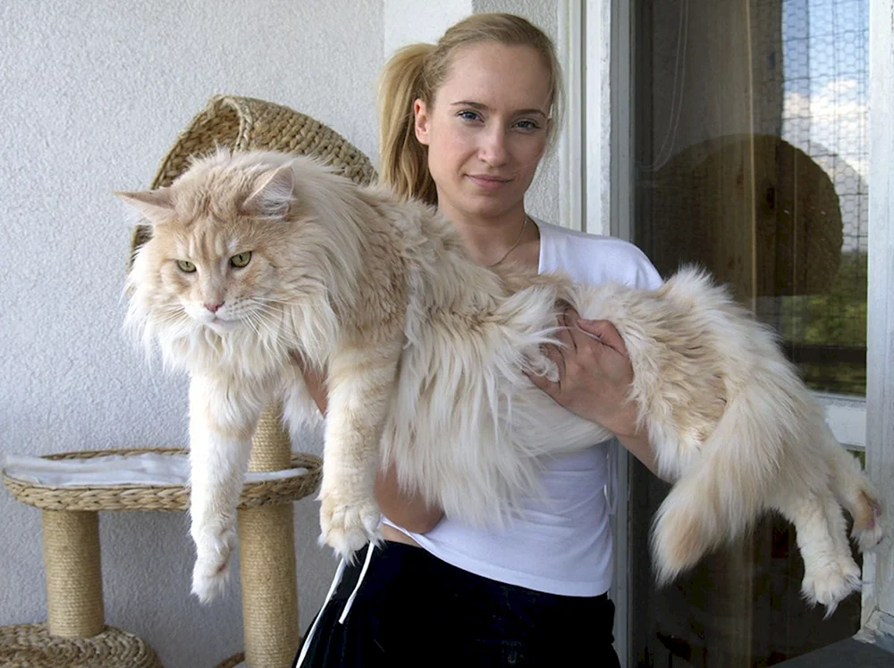 Maine Coon
