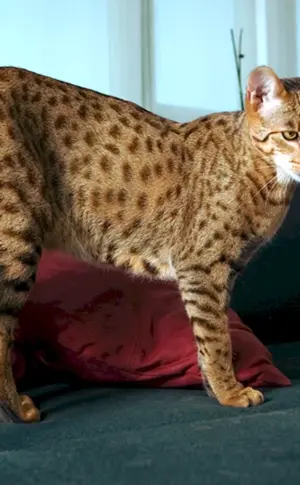 Maine Coon Asherah