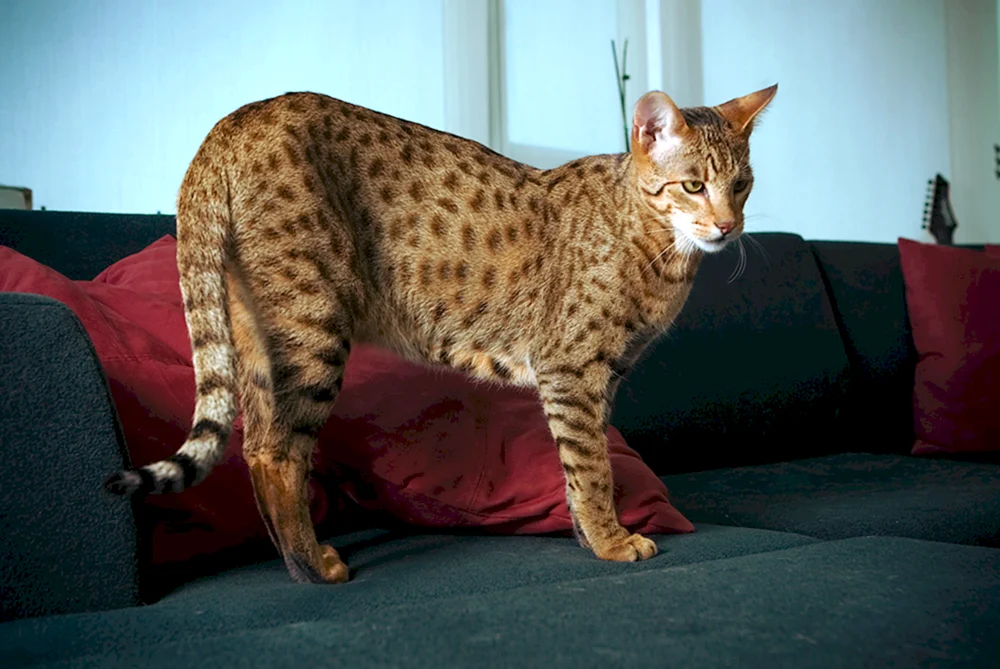 Maine Coon Asherah