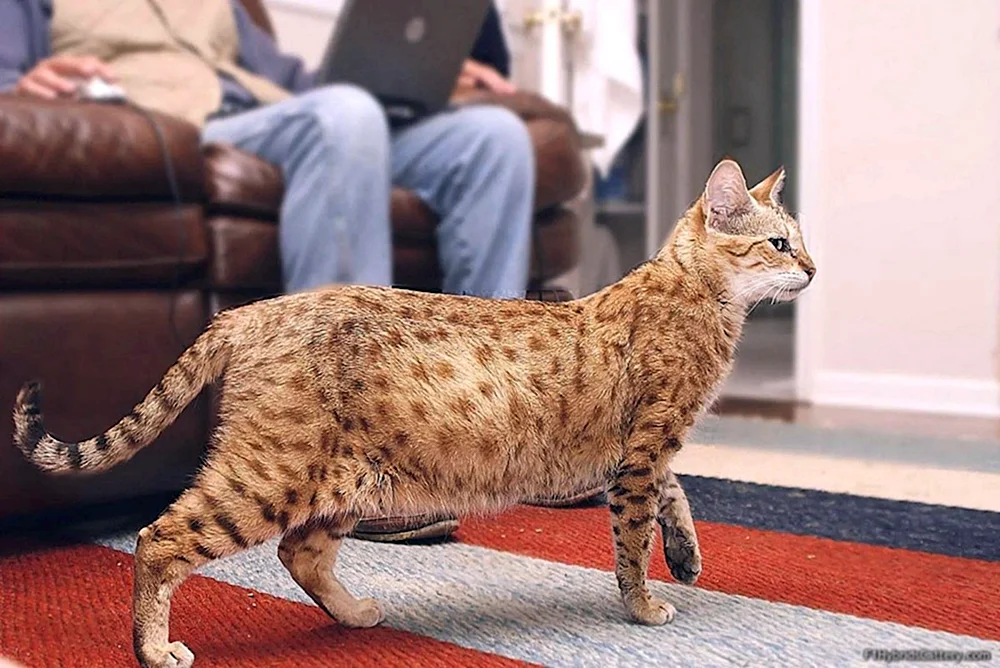 Maine Coon Asherah