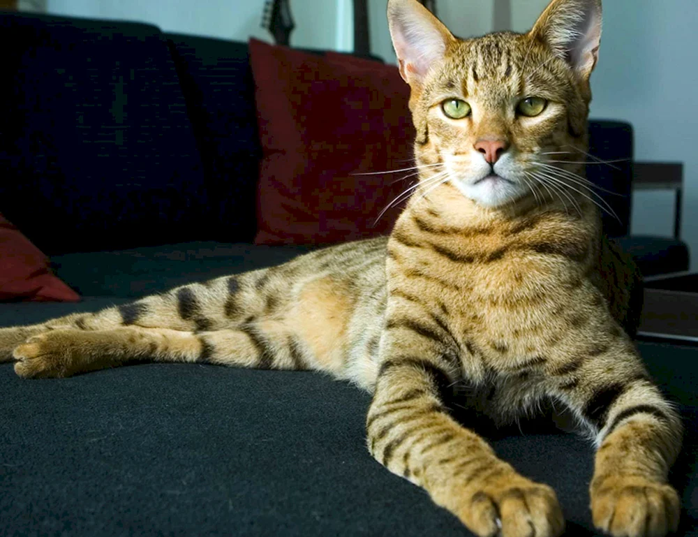 Große Katzenrassen