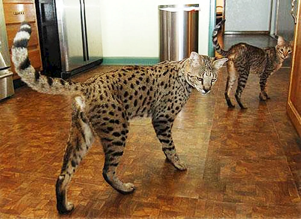 Maine Coon