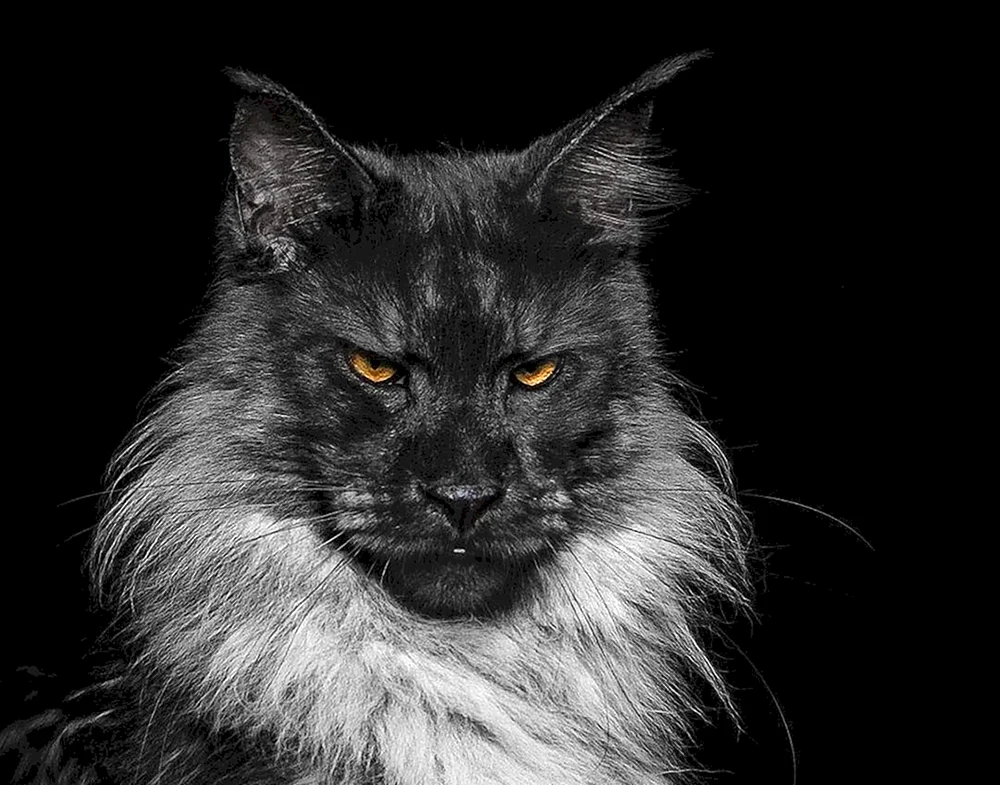 Maine Coon