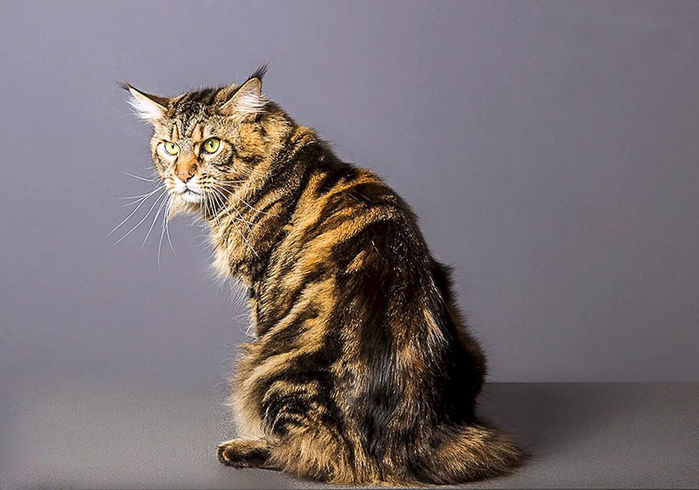 Maine Coon schwarz.