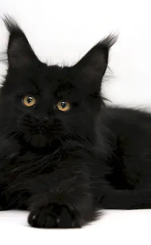 Maine Coon schwarz und orientalisch