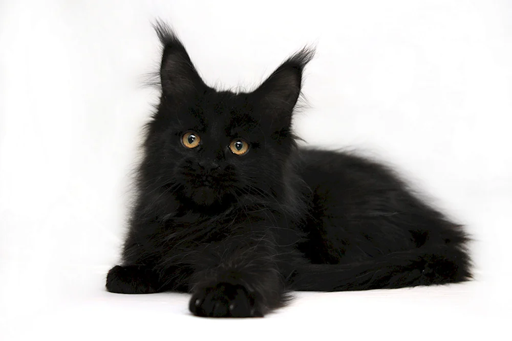 Maine Coon schwarz und orientalisch