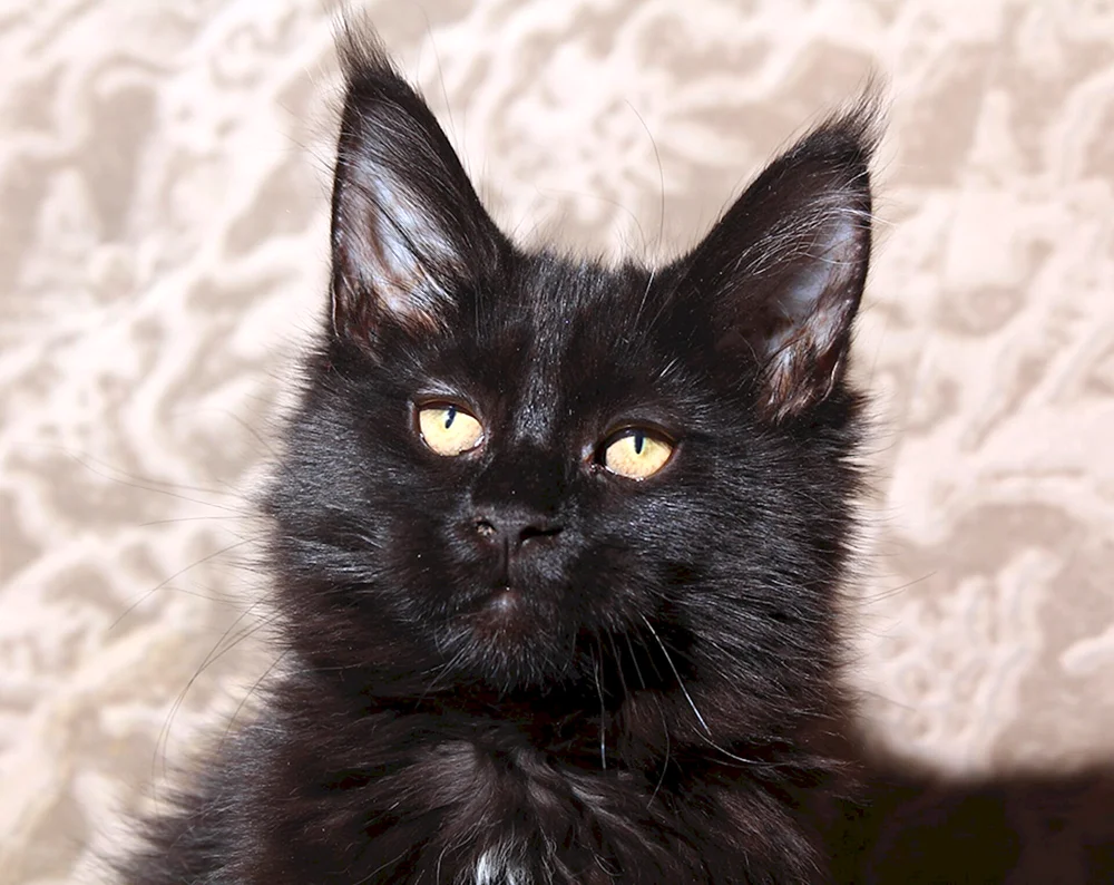 Maine Coon schwarz