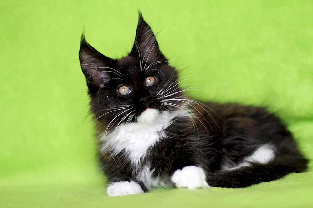 Maine Coon schwarz