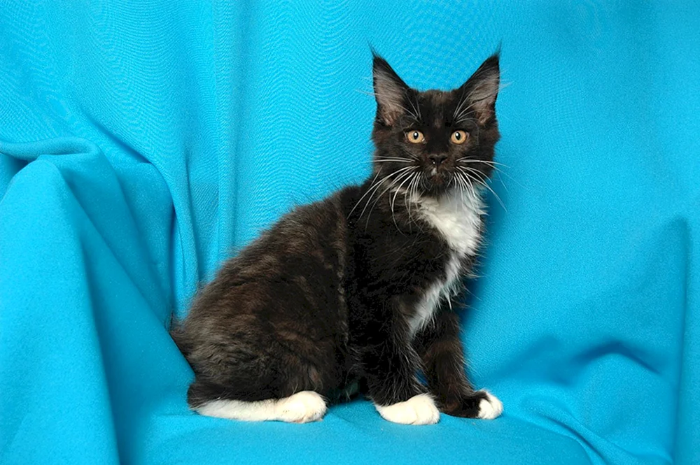 Maine Coon bicolour schwarz