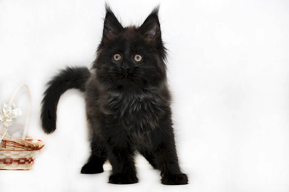 Maine Coon