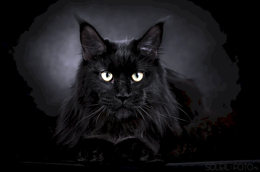 Maine Coon